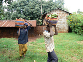 Avocado- en sesamolie uit Kenia