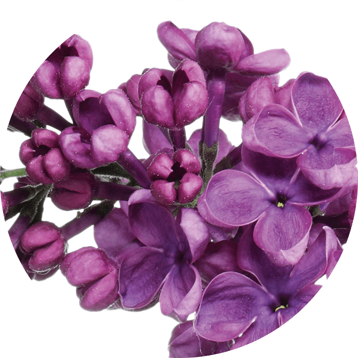 Lilac wirkstoff-lilac.png