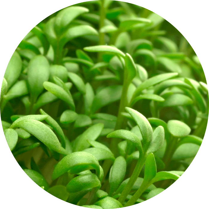 Phytonutrient from cress wirkstoff-phytonutrient-from-cress.png