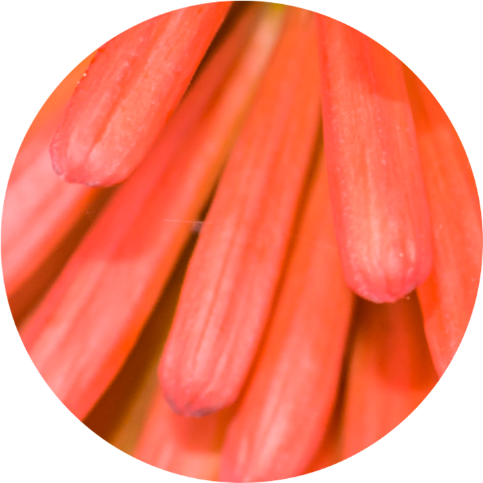 Organic torch lily extract wirkstoff-organic-torch-lily-extract.png